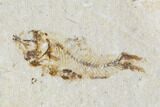 Two Cretaceous Fossil Fish (Armigatus) - Lebanon #110846-1